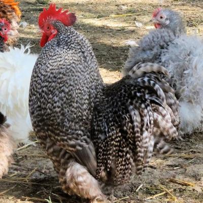 Bantam coq coucou 02