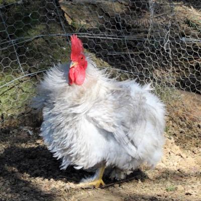 Bantam coq gris perle frise 01