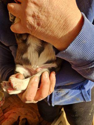 Chien 04