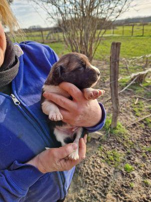 Chien 06