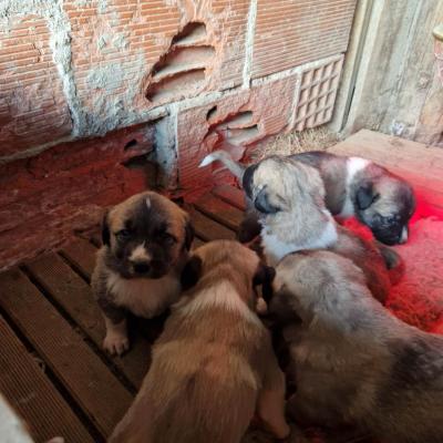 Chien 21j 01