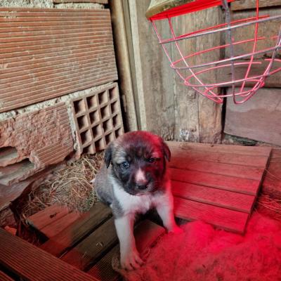 Chien 21j 02