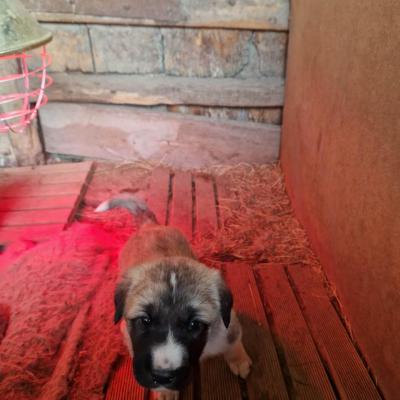 Chien 21j 03