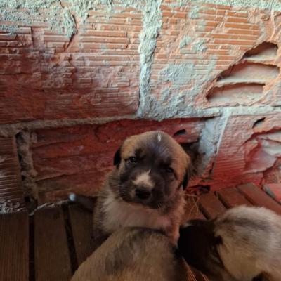 Chien 21j 04
