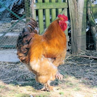 Cochin coq 03