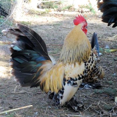 Sabelpoats couple citron 01